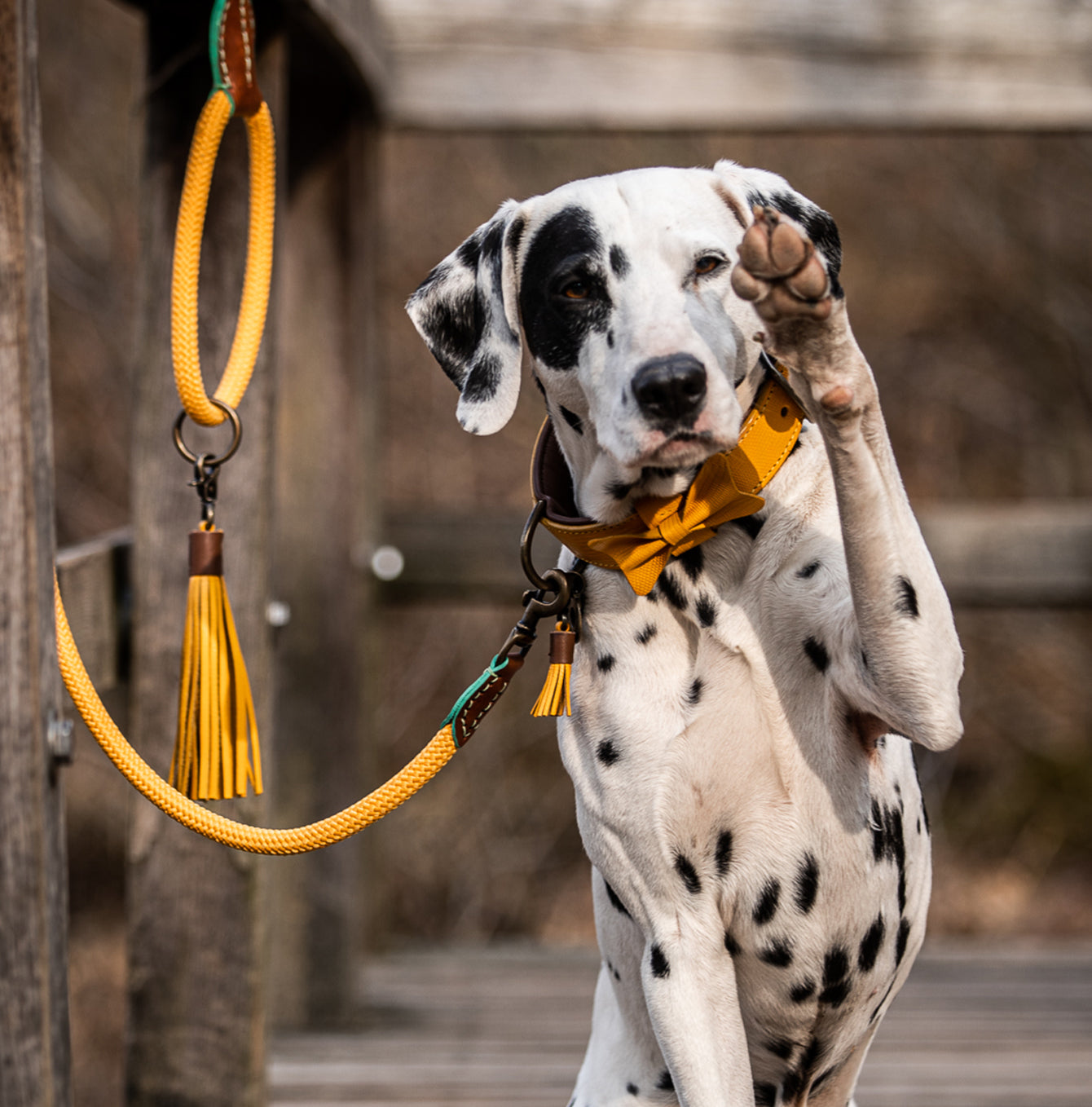 Bibi Dog Lead by DWAM