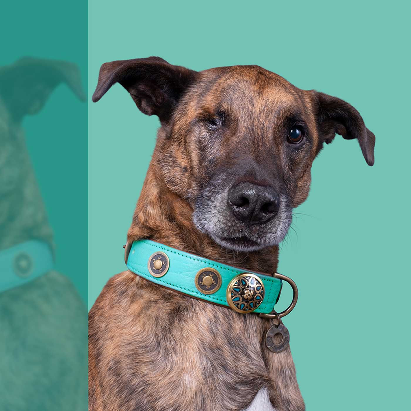 Rebel Dog Collar by DWAM
